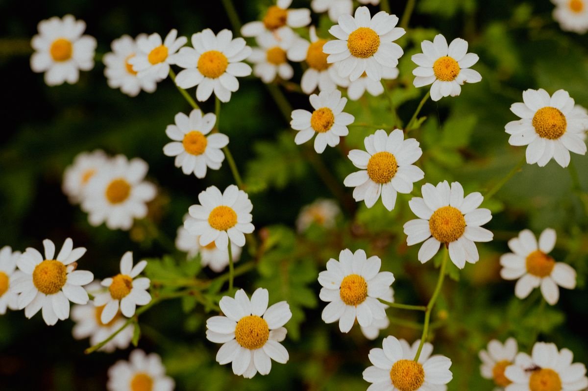 Flores de manzanilla, origen del bisabolol