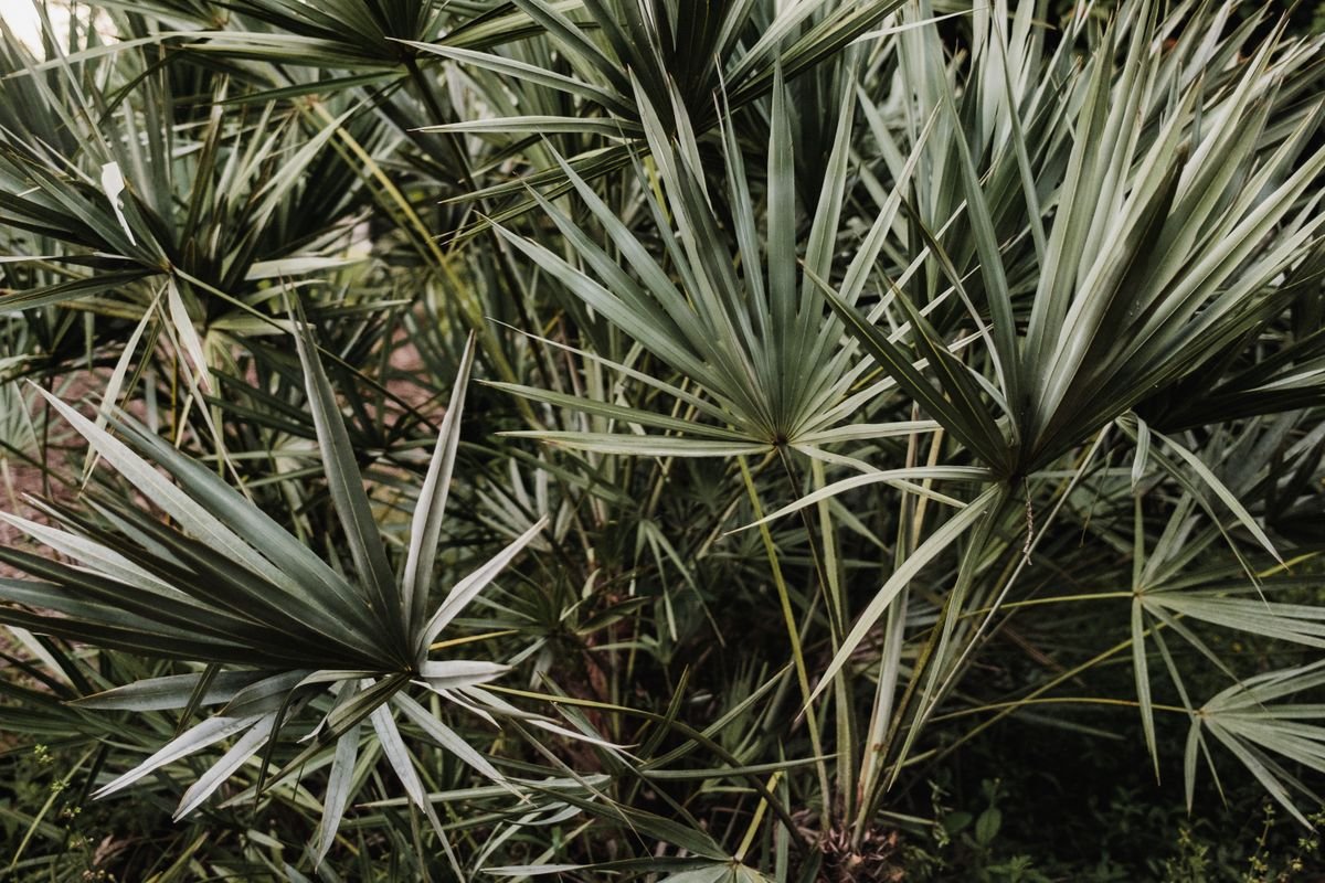 Planta de saw palmetto (Serenoa repens)