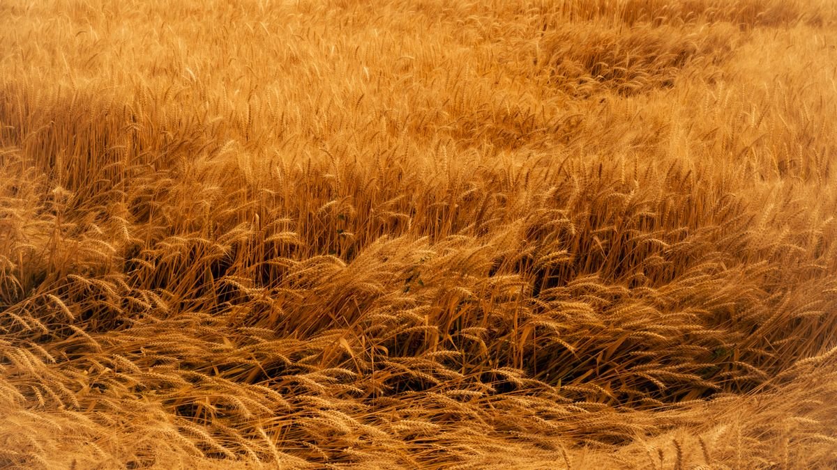 Campo de trigo dorado, fuente de vitamina E